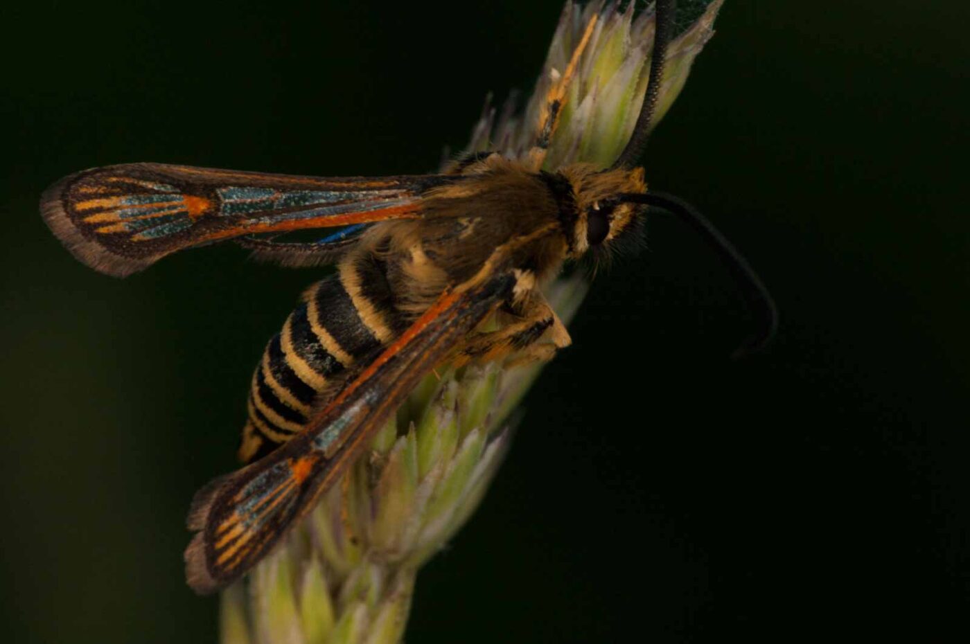 2018-06-04 - NSG Bergehalde Unser-Fritz