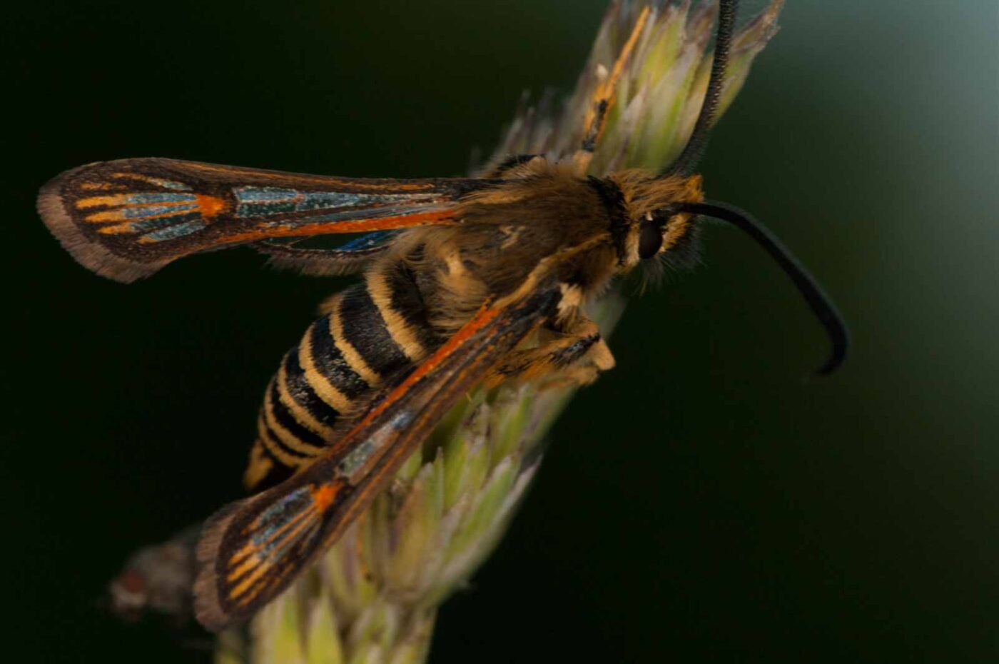 2018-06-04 - NSG Bergehalde Unser-Fritz