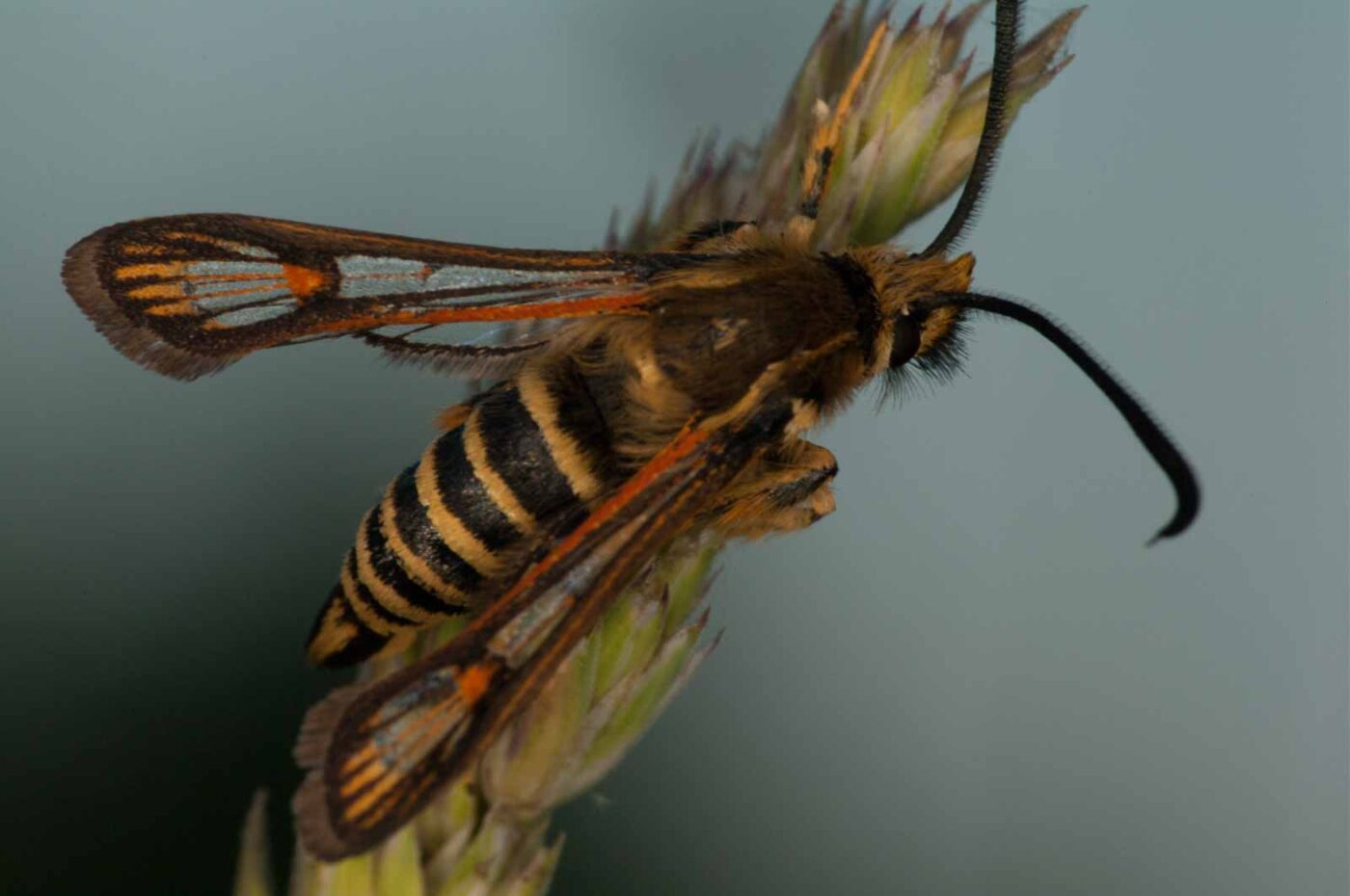 2018-06-04 - NSG Bergehalde Unser-Fritz