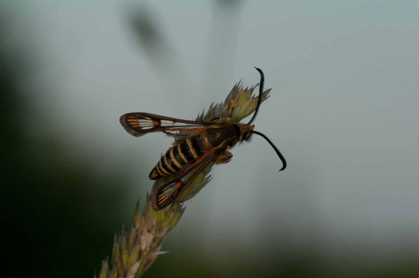 2018-06-04 - NSG Bergehalde Unser-Fritz