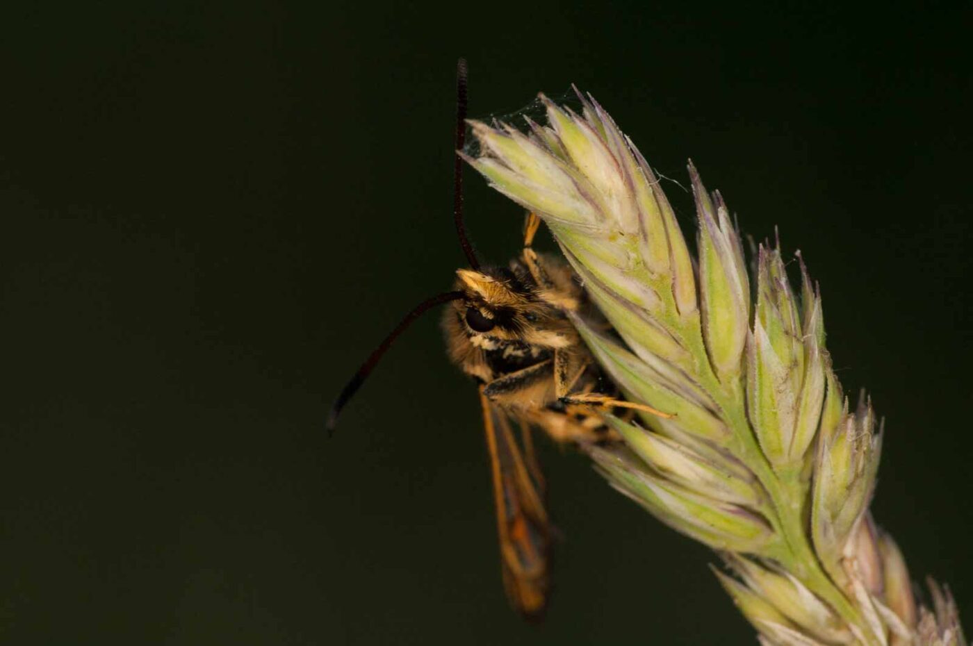 2018-06-04 - NSG Bergehalde Unser-Fritz