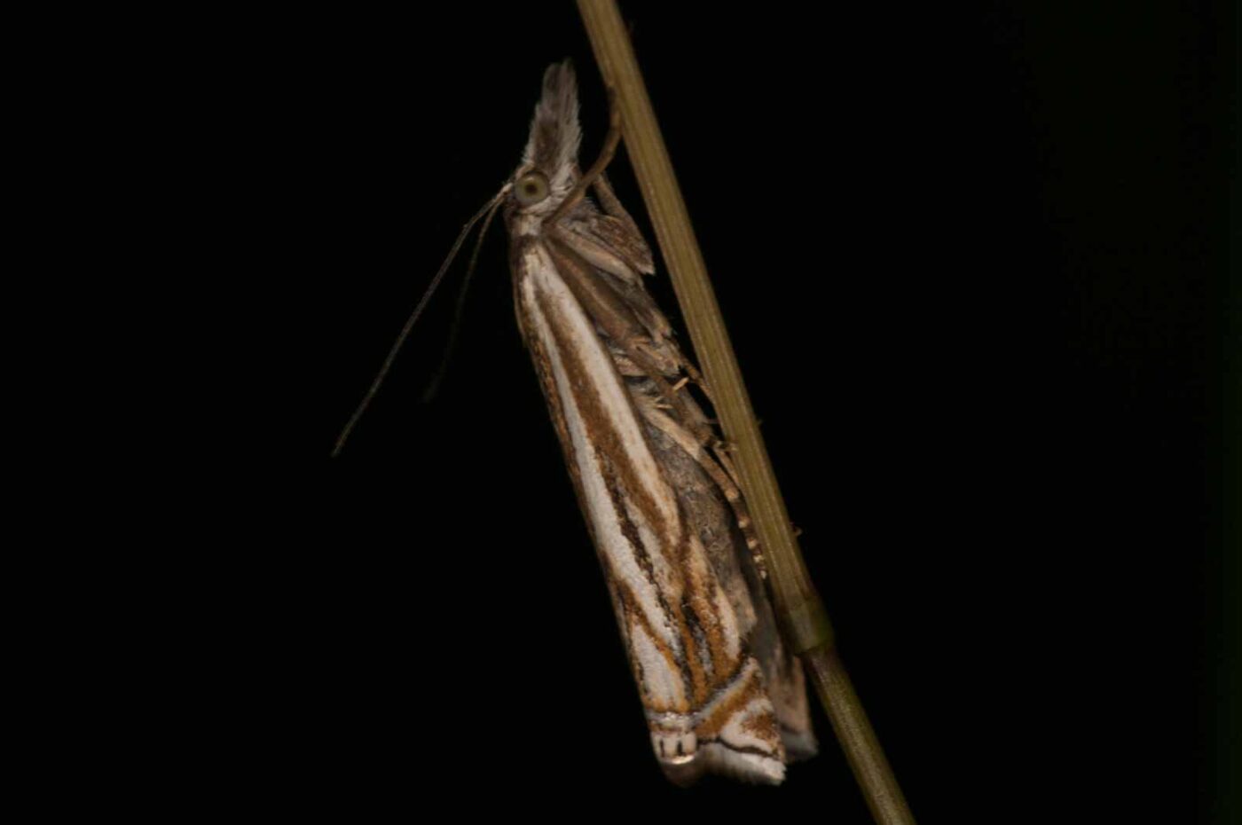 2018-06-04 - NSG Bergehalde Unser-Fritz