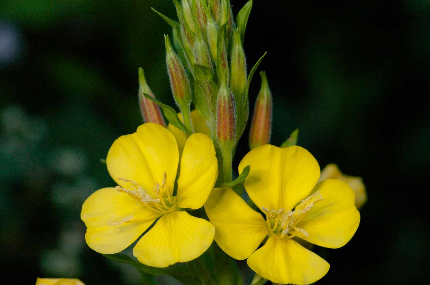 2018-06-04 - NSG Bergehalde Unser-Fritz