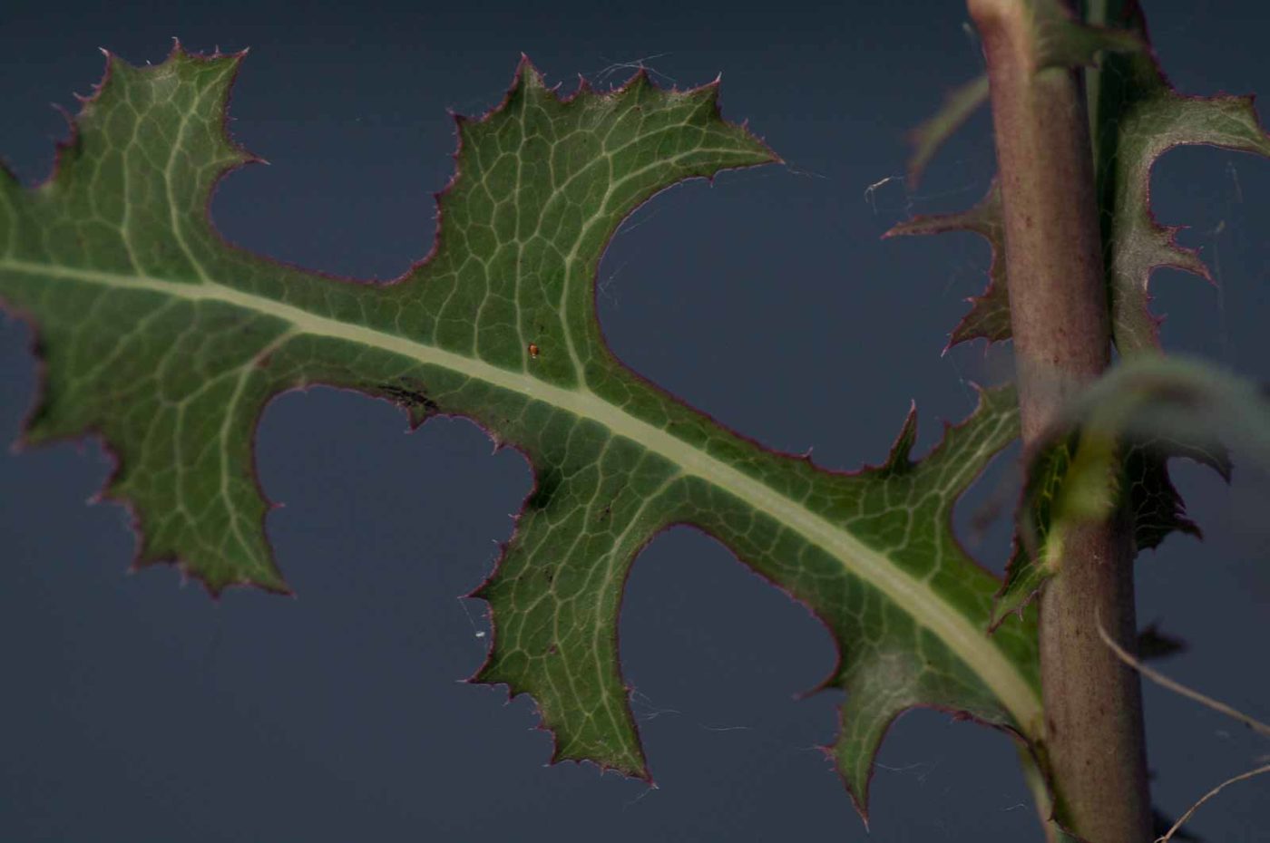 2018-06-04 - NSG Bergehalde Unser-Fritz