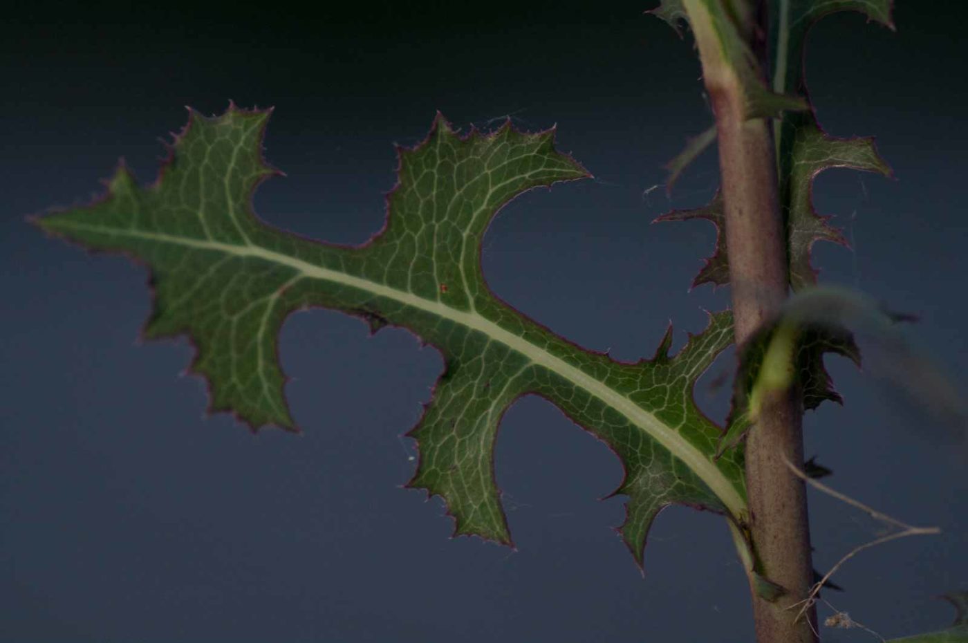 2018-06-04 - NSG Bergehalde Unser-Fritz