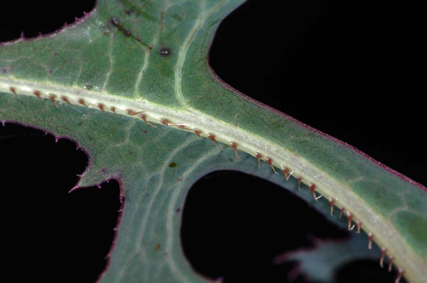 2018-06-06 - NSG Bergehalde Unser-Fritz