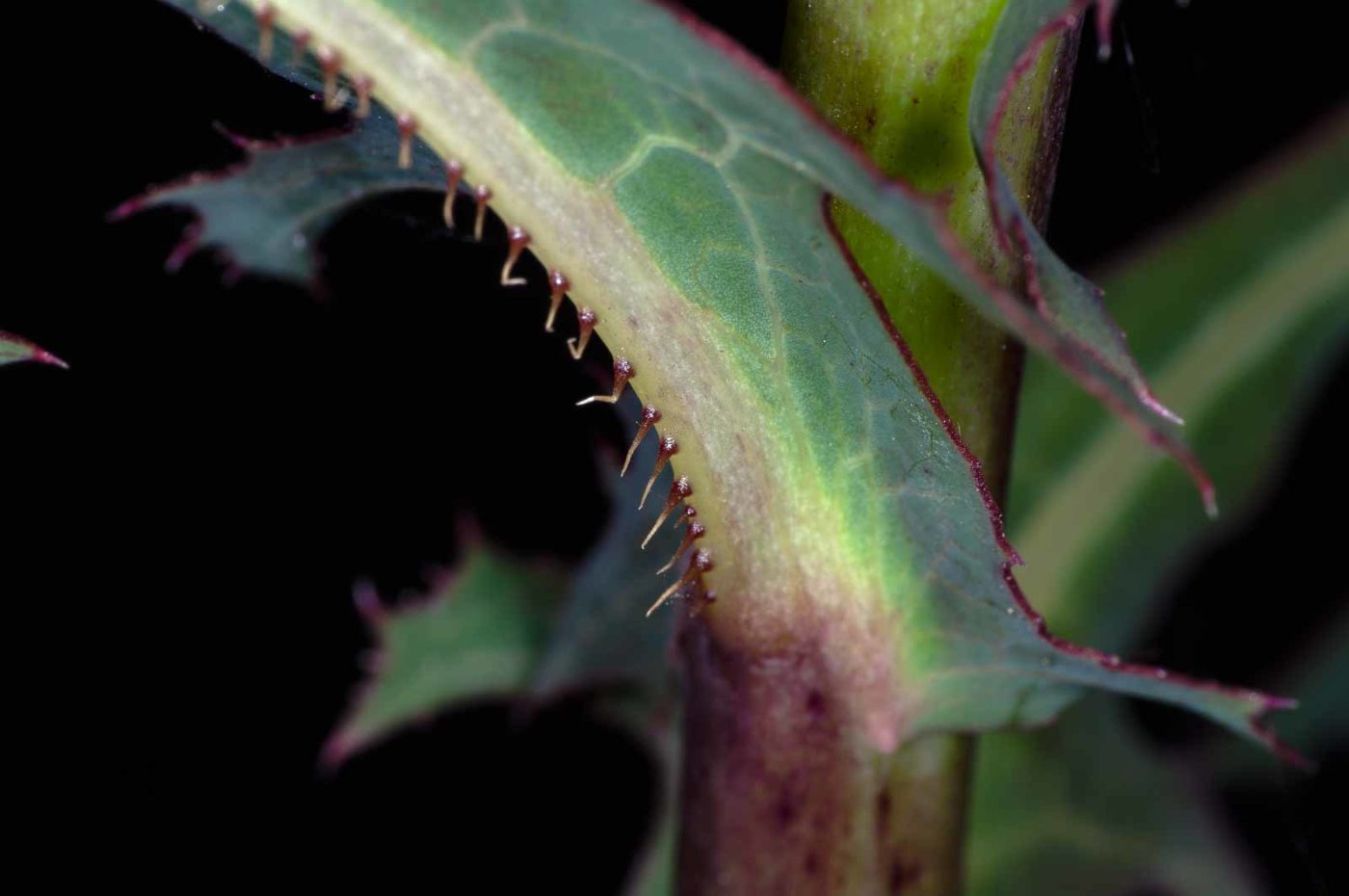 2018-06-06 - NSG Bergehalde Unser-Fritz