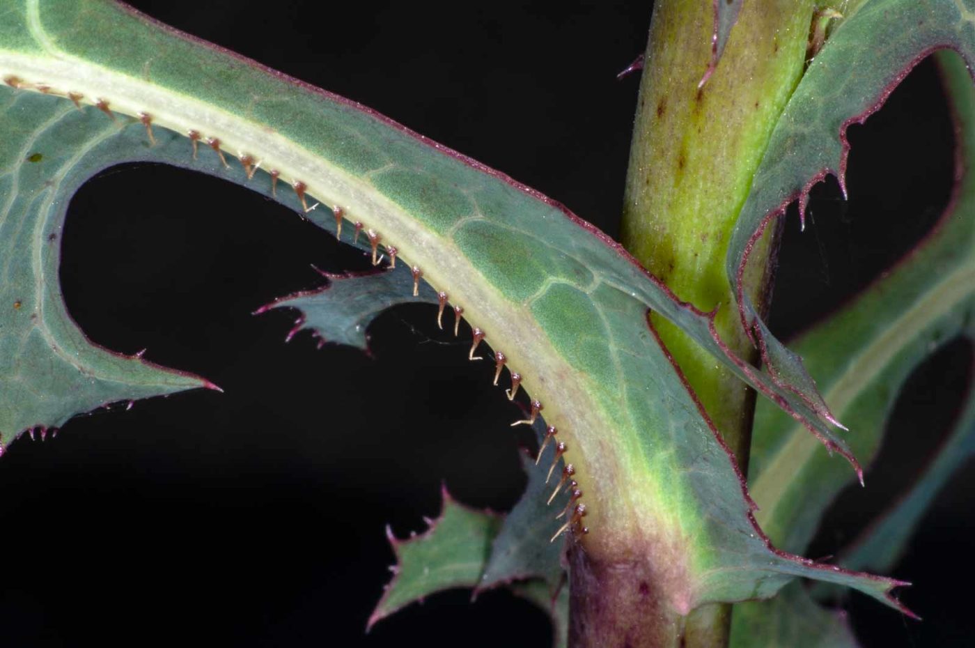 2018-06-06 - NSG Bergehalde Unser-Fritz