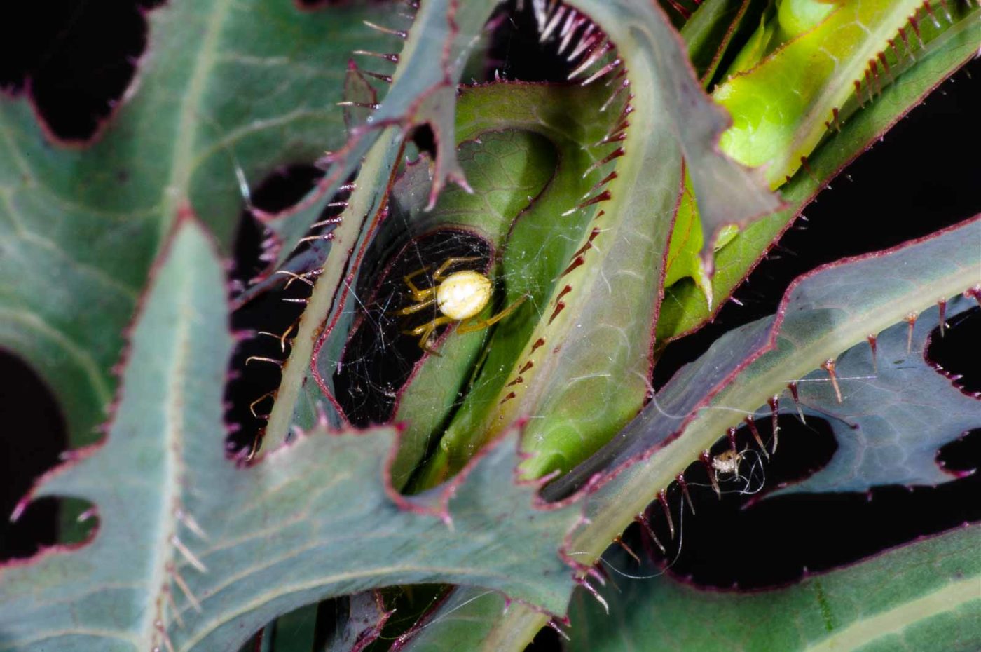 2018-06-06 - NSG Bergehalde Unser-Fritz