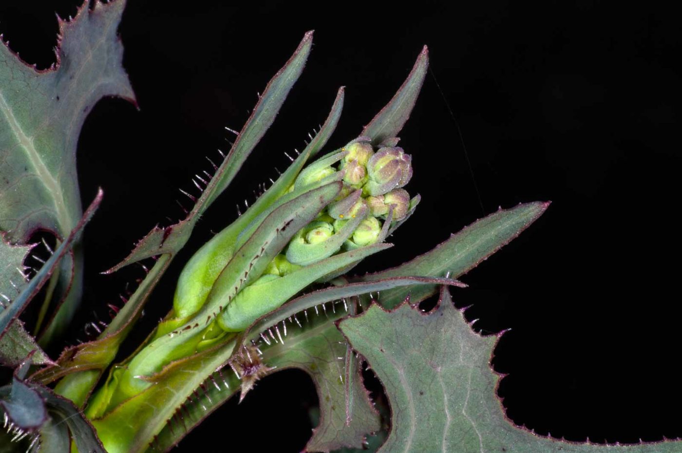 2018-06-06 - NSG Bergehalde Unser-Fritz