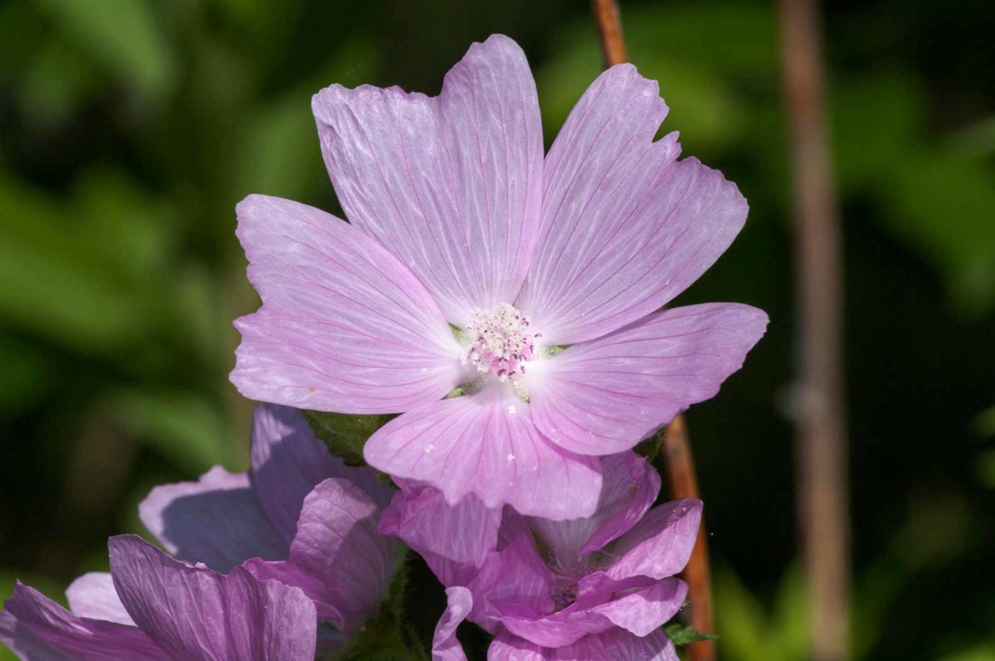 2018-06-06 - NSG Bergehalde Unser-Fritz