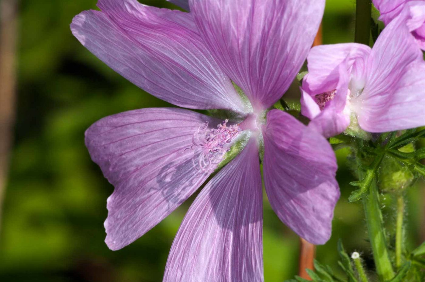 2018-06-06 - NSG Bergehalde Unser-Fritz