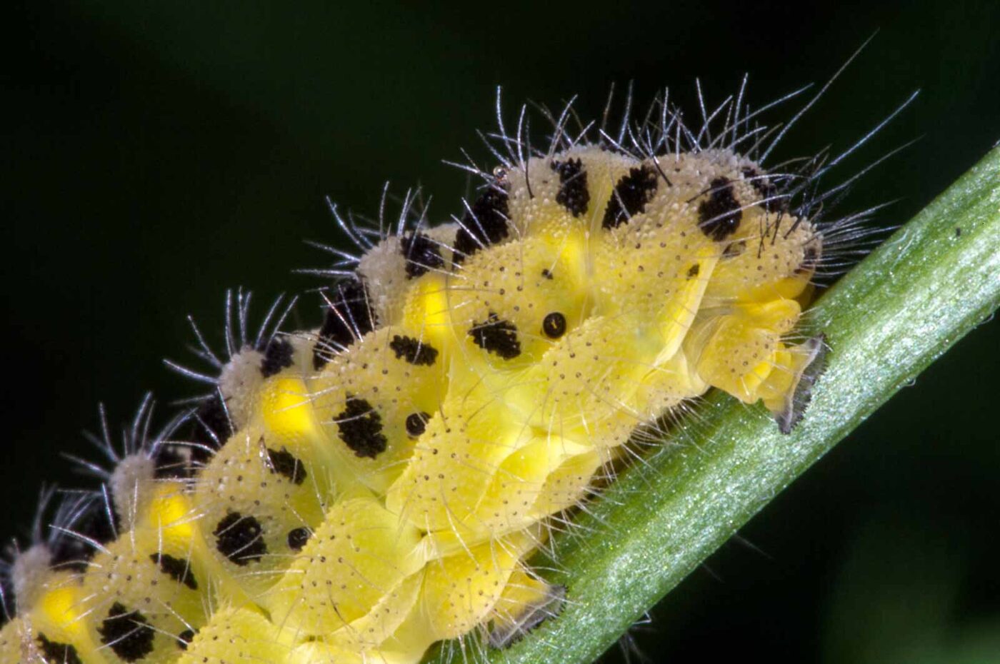 2018-06-06 - NSG Bergehalde Unser-Fritz