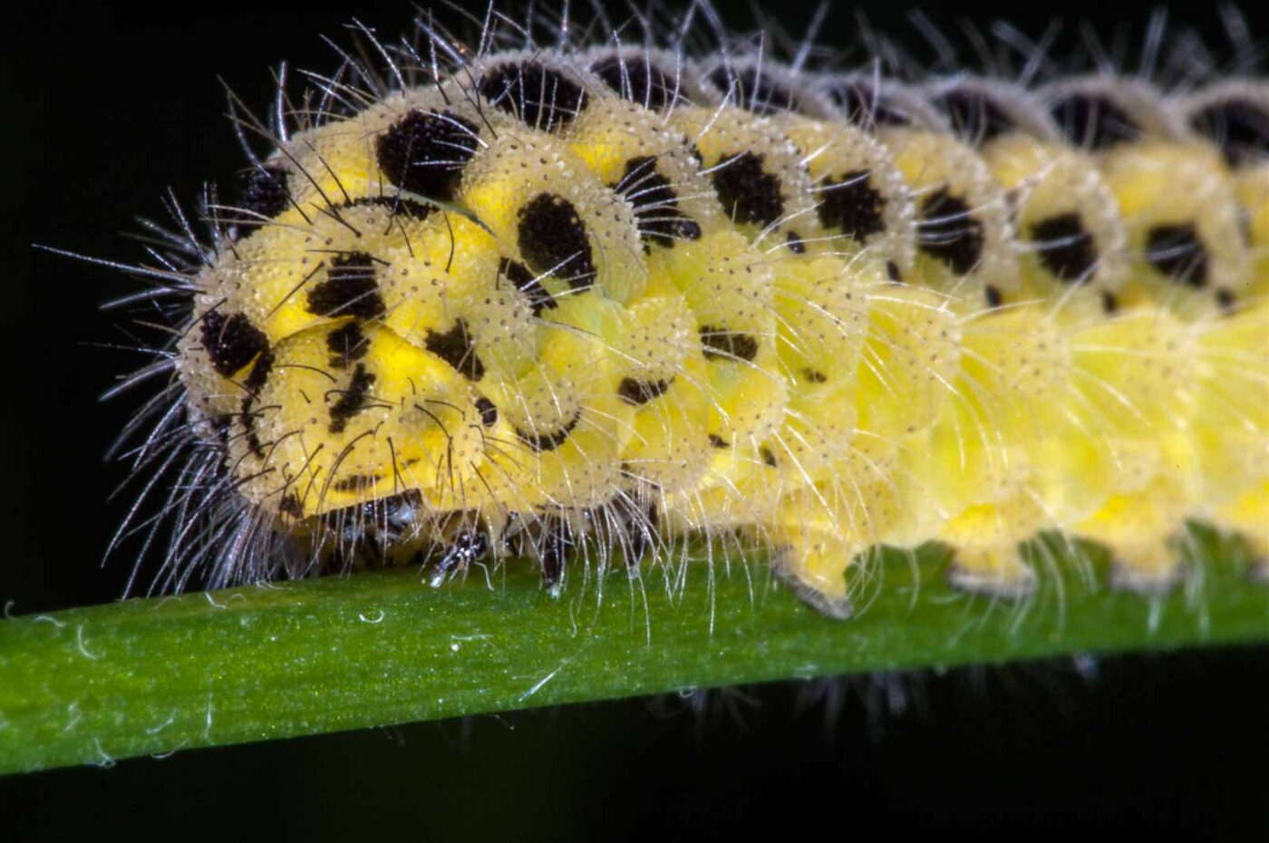 2018-06-06 - NSG Bergehalde Unser-Fritz