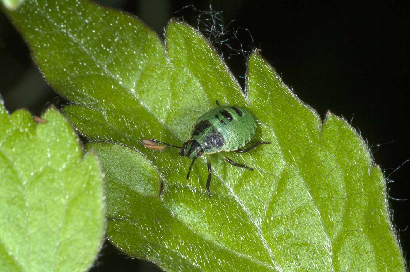 2018-06-06 - NSG Bergehalde Unser-Fritz