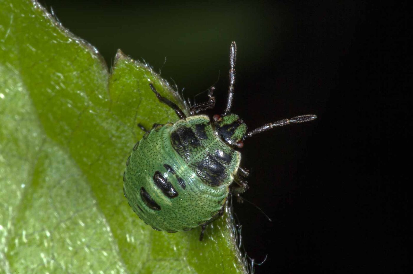 2018-06-06 - NSG Bergehalde Unser-Fritz