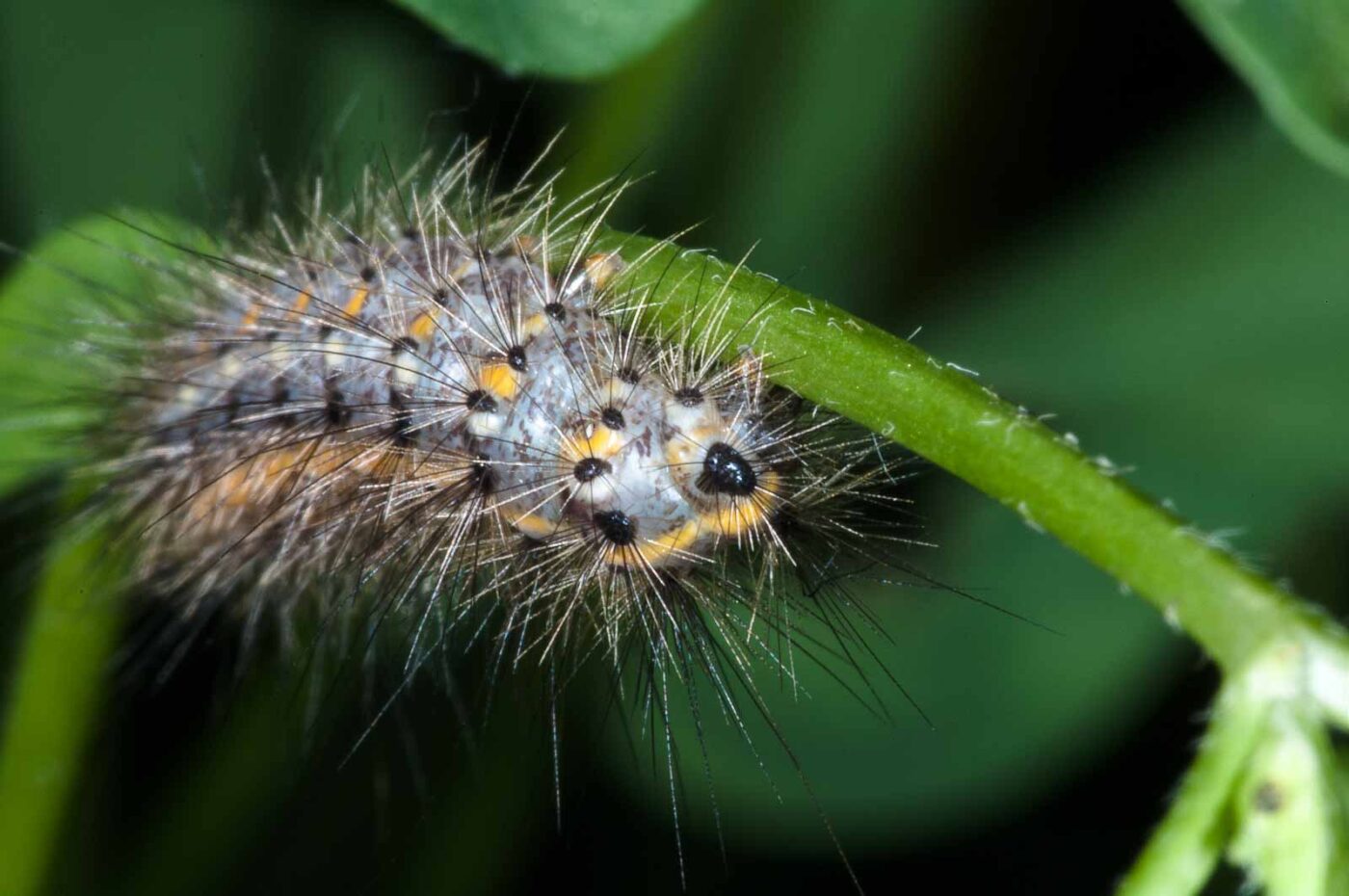 2018-06-06 - NSG Bergehalde Unser-Fritz