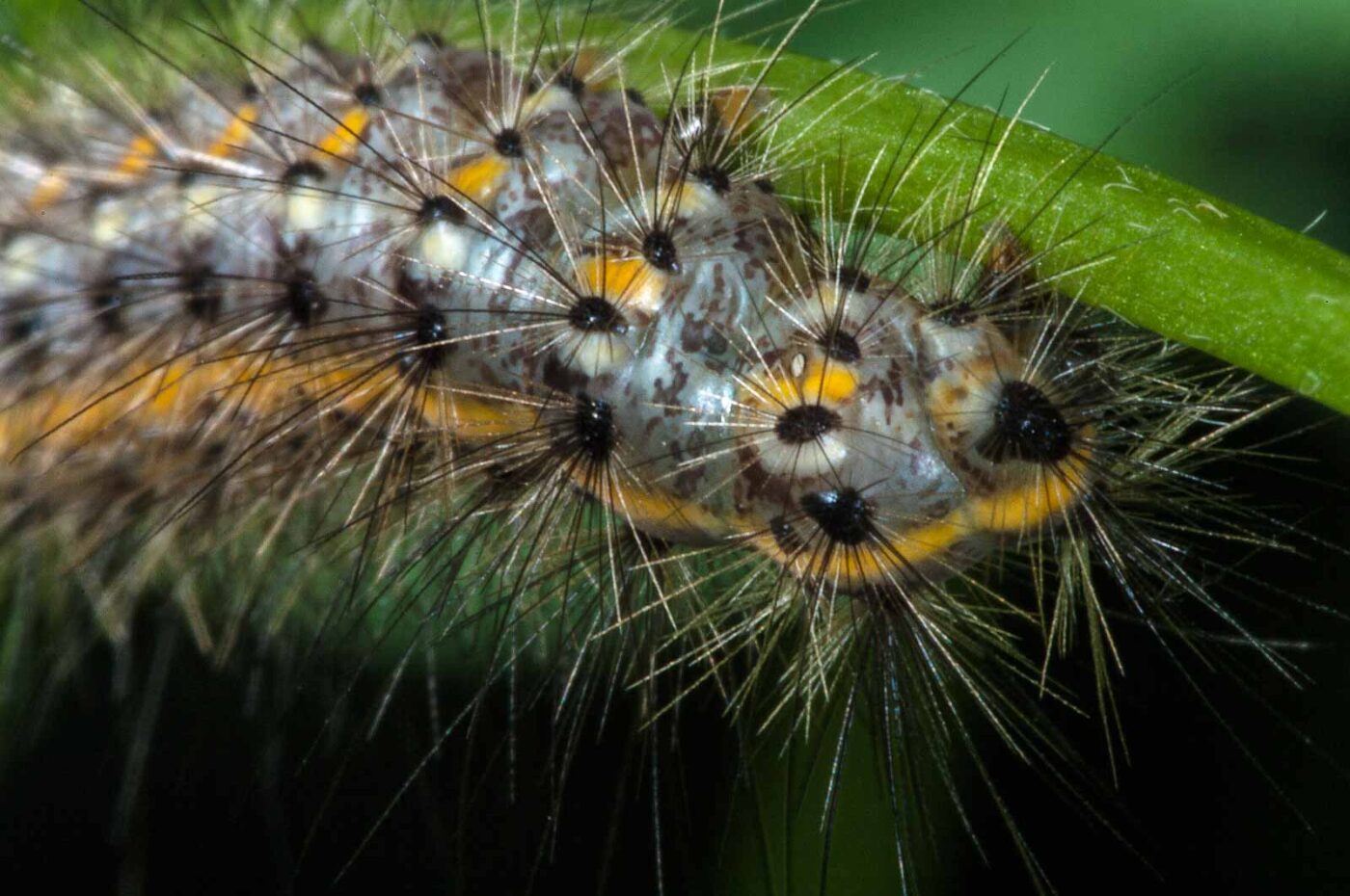 2018-06-06 - NSG Bergehalde Unser-Fritz