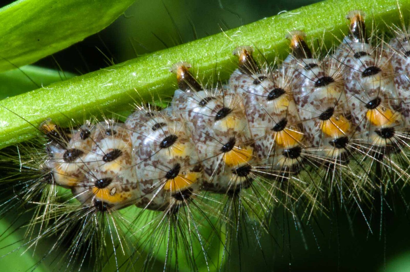 2018-06-06 - NSG Bergehalde Unser-Fritz