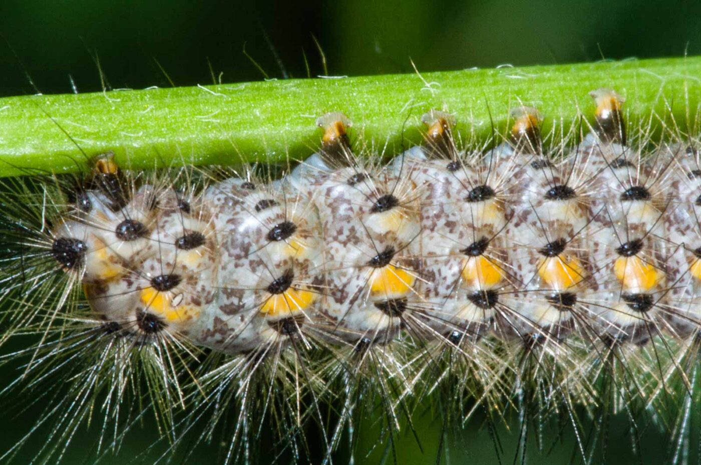 2018-06-06 - NSG Bergehalde Unser-Fritz