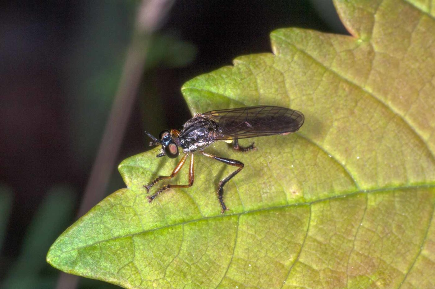 2018-06-06 - NSG Bergehalde Unser-Fritz