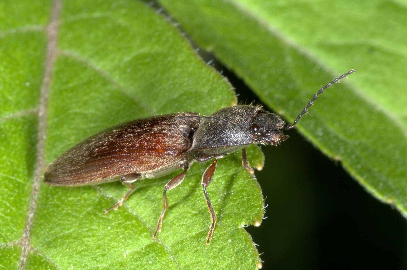 2018-06-06 - NSG Bergehalde Unser-Fritz