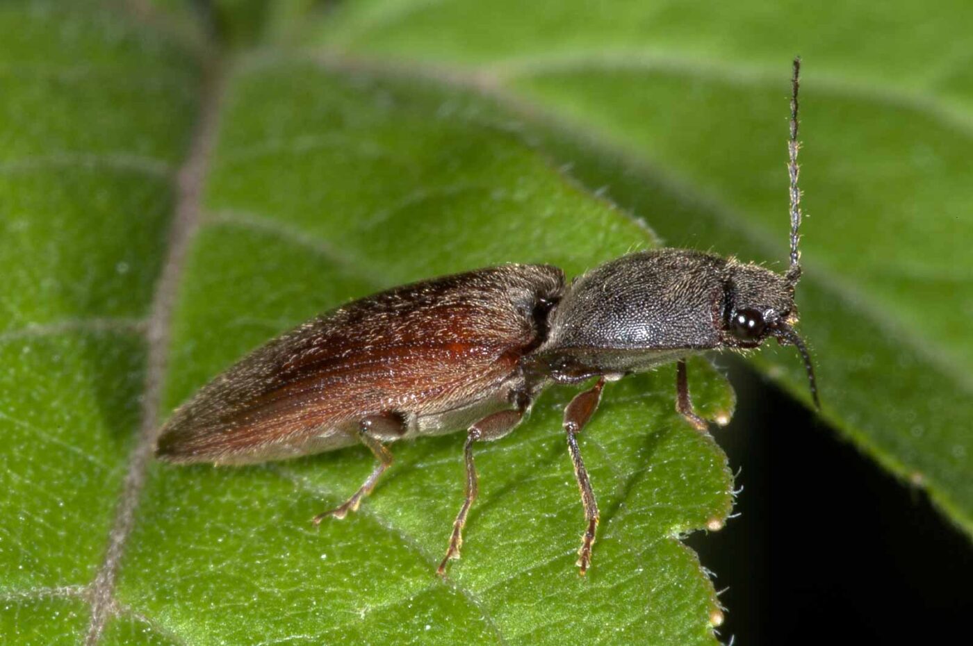 2018-06-06 - NSG Bergehalde Unser-Fritz