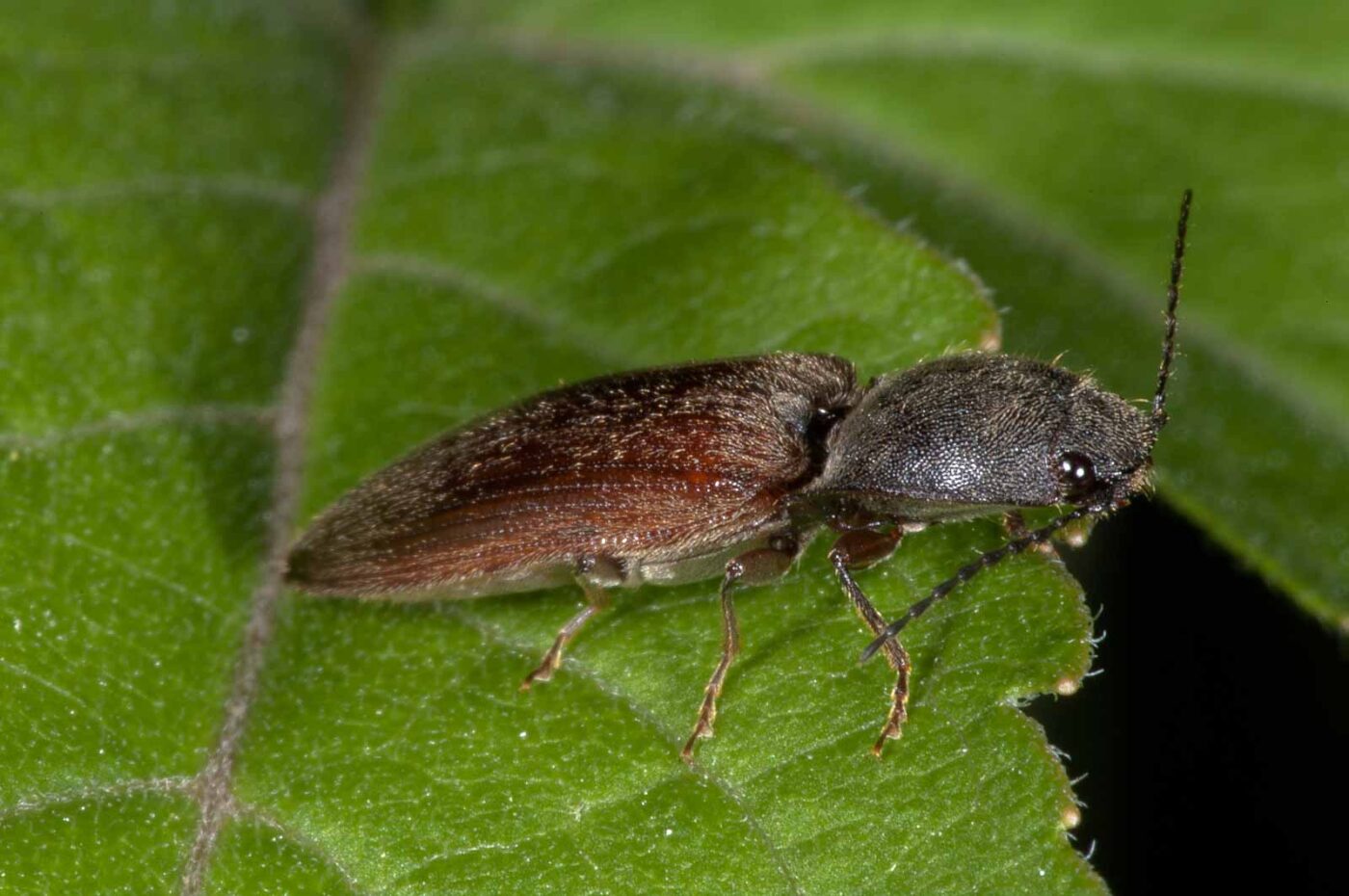 2018-06-06 - NSG Bergehalde Unser-Fritz