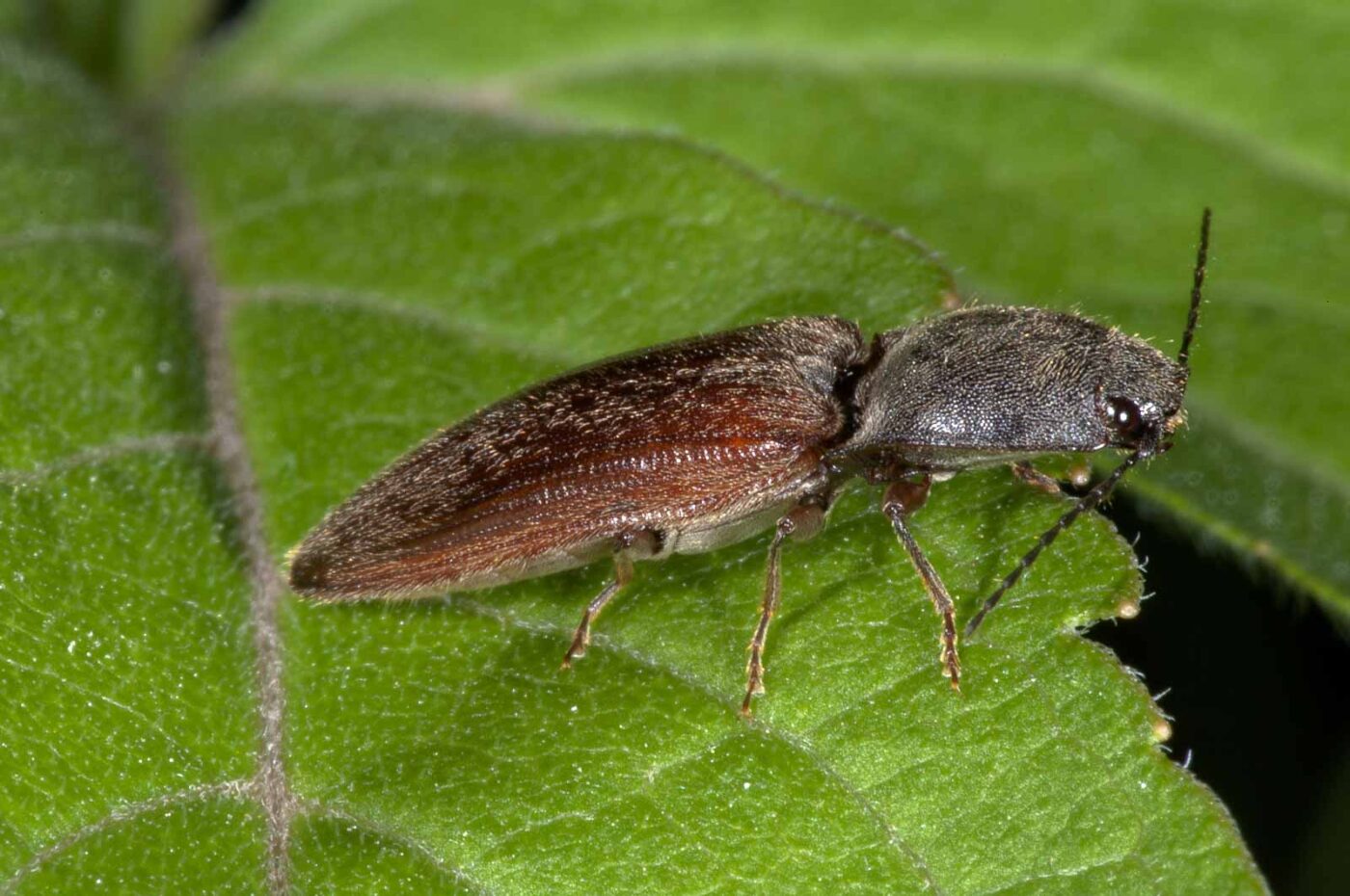 2018-06-06 - NSG Bergehalde Unser-Fritz