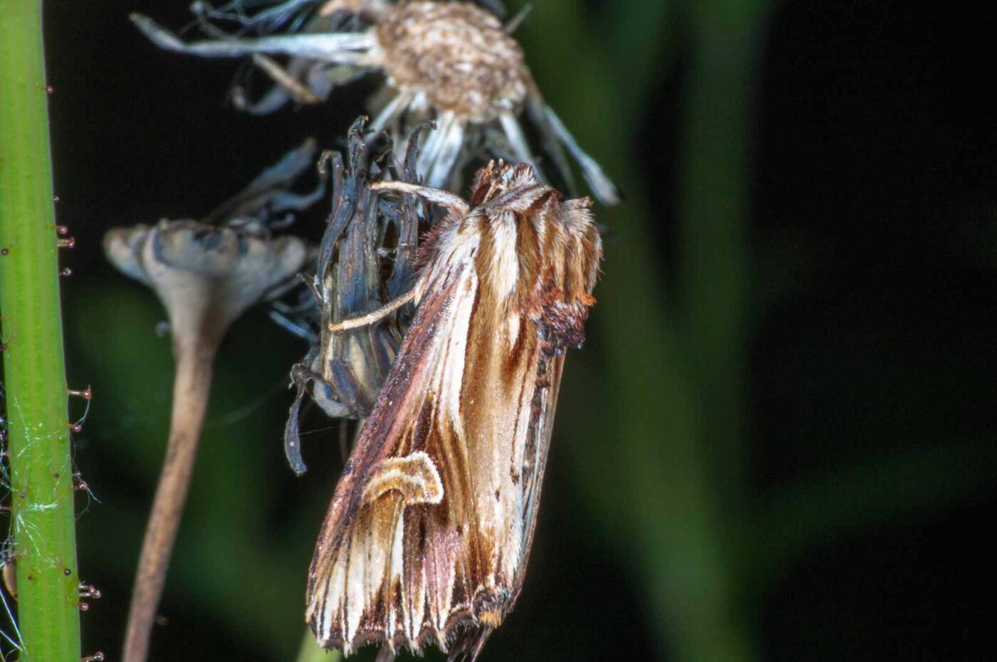 2018-06-06 - NSG Bergehalde Unser-Fritz