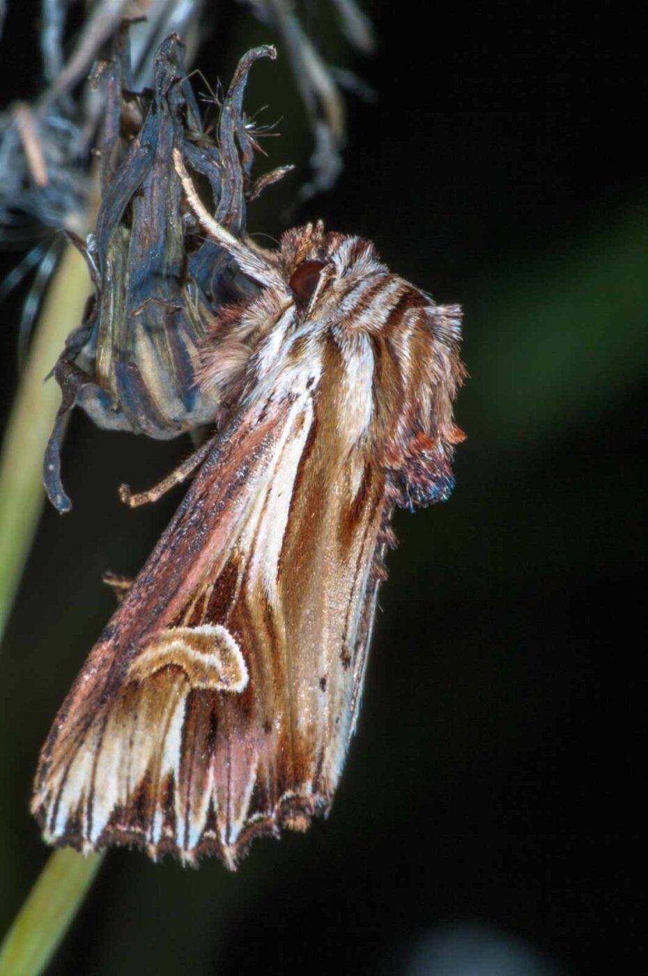 2018-06-06 - NSG Bergehalde Unser-Fritz