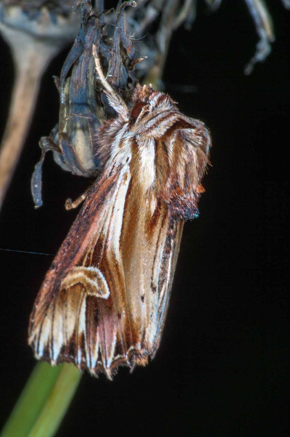 2018-06-06 - NSG Bergehalde Unser-Fritz