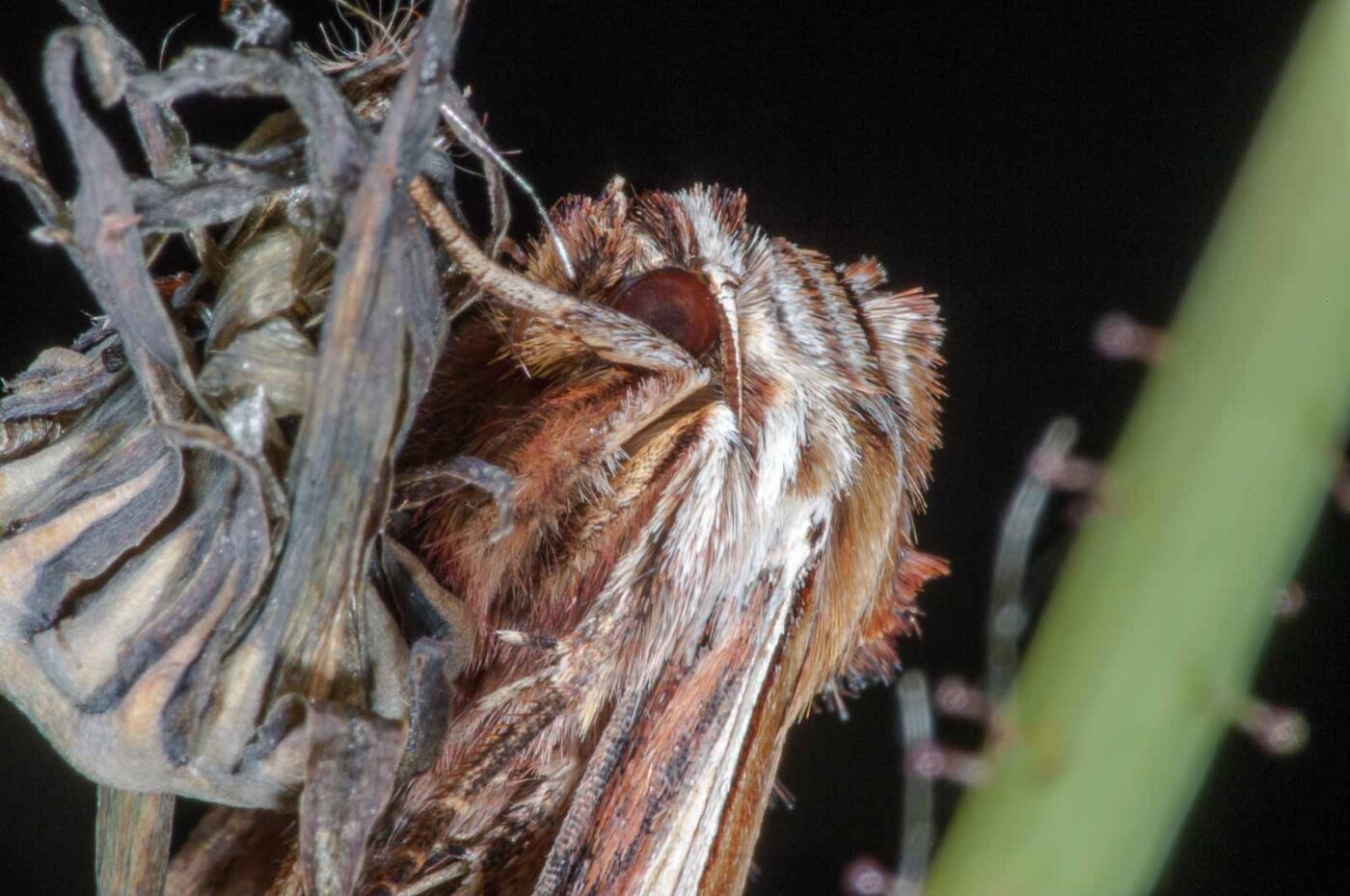 2018-06-06 - NSG Bergehalde Unser-Fritz