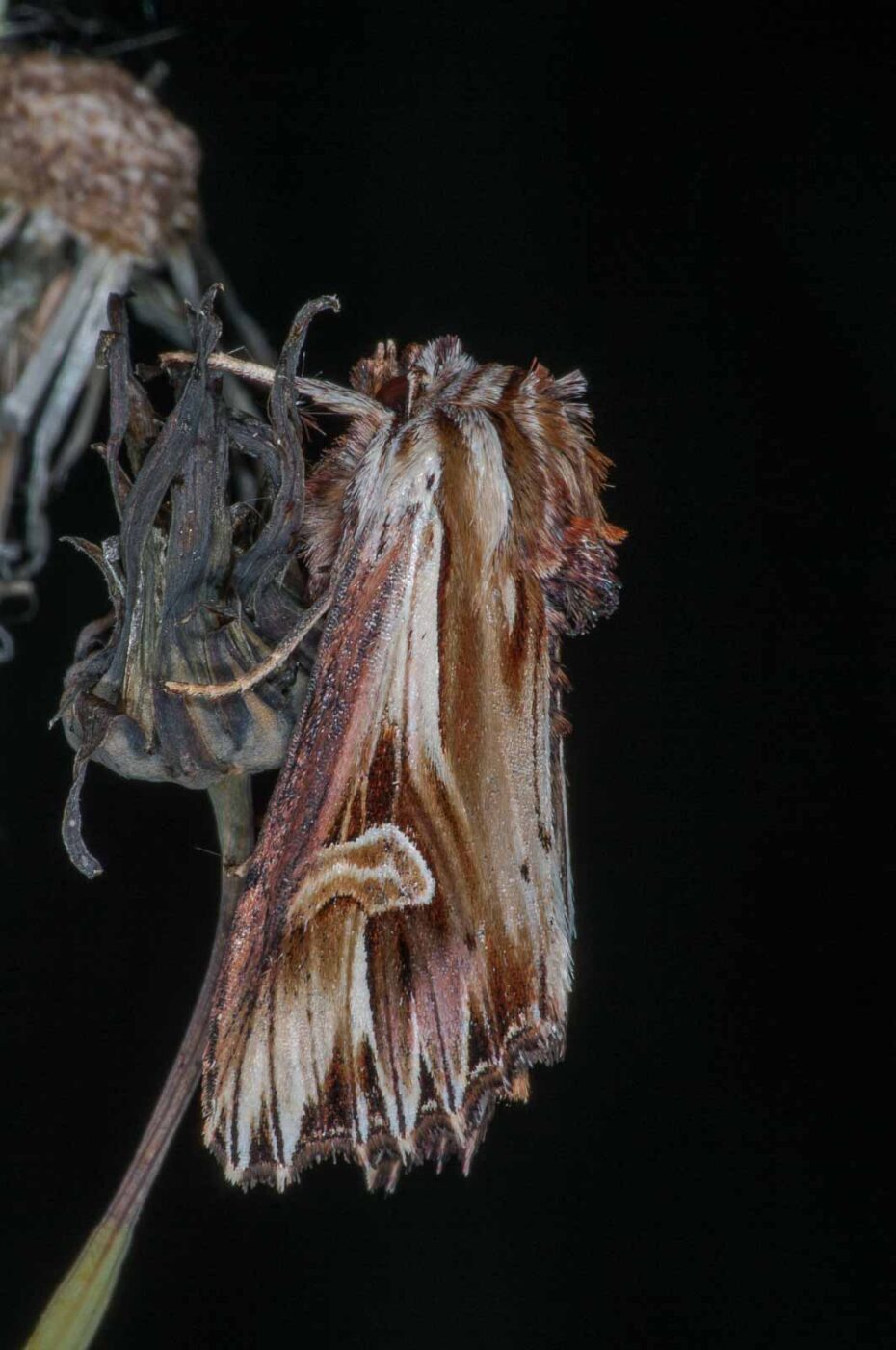 2018-06-06 - NSG Bergehalde Unser-Fritz