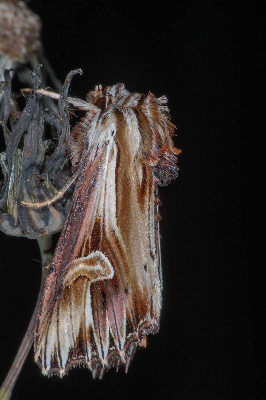 2018-06-06 - NSG Bergehalde Unser-Fritz