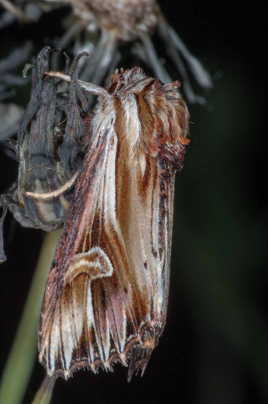 2018-06-06 - NSG Bergehalde Unser-Fritz