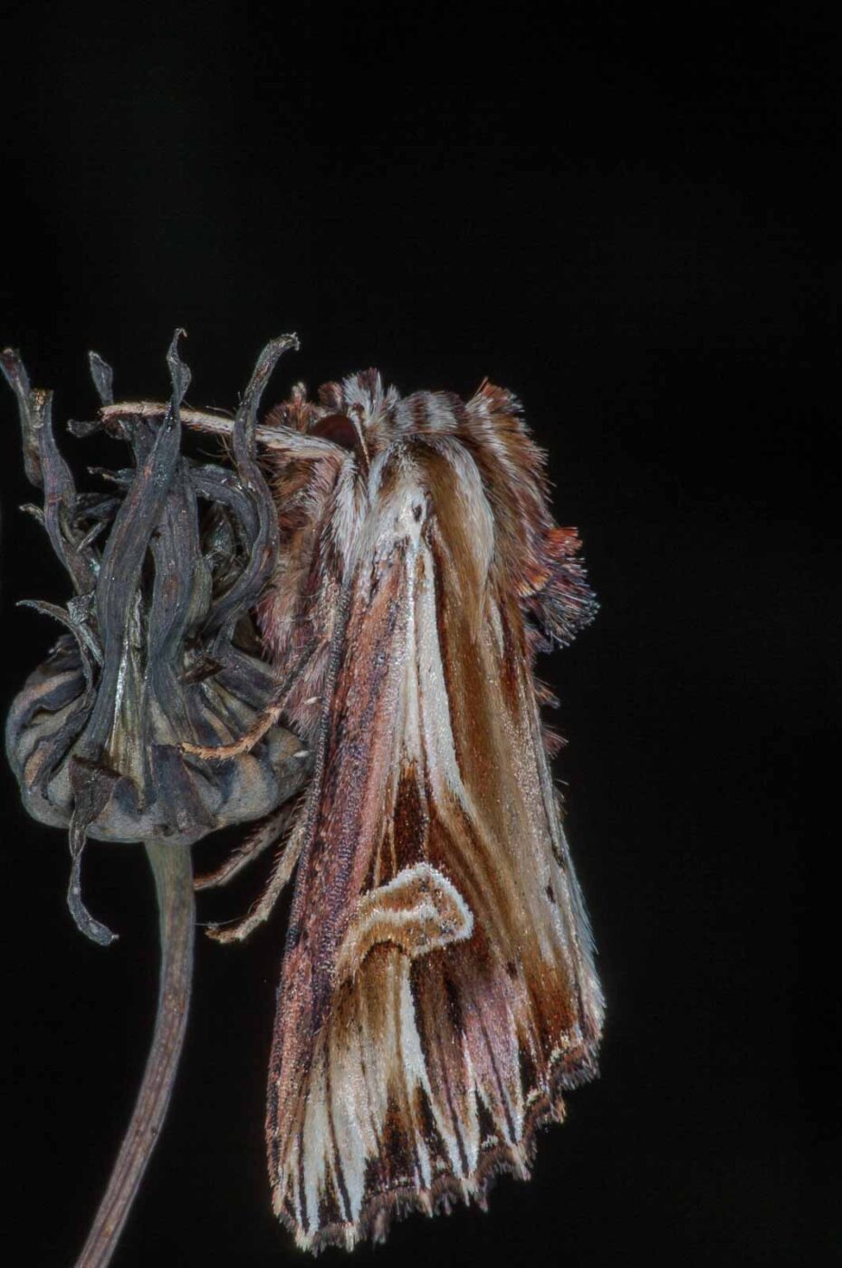 2018-06-06 - NSG Bergehalde Unser-Fritz