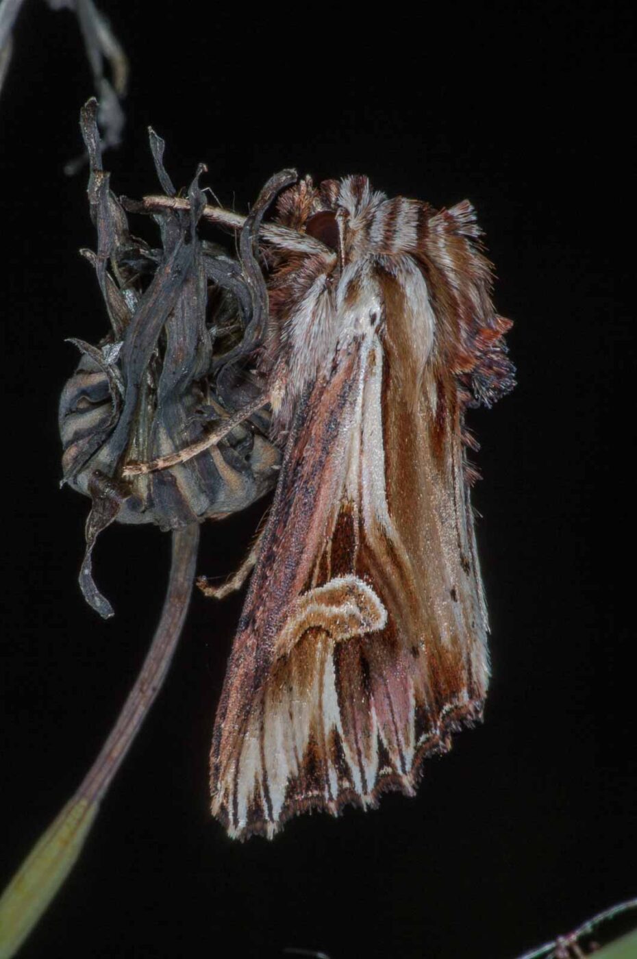 2018-06-06 - NSG Bergehalde Unser-Fritz