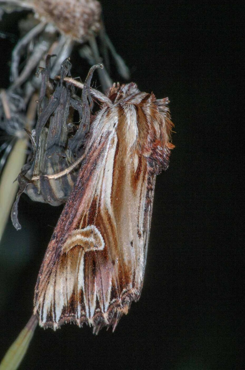 2018-06-06 - NSG Bergehalde Unser-Fritz