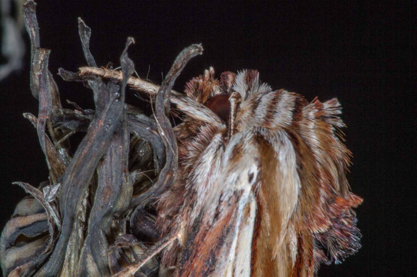 2018-06-06 - NSG Bergehalde Unser-Fritz