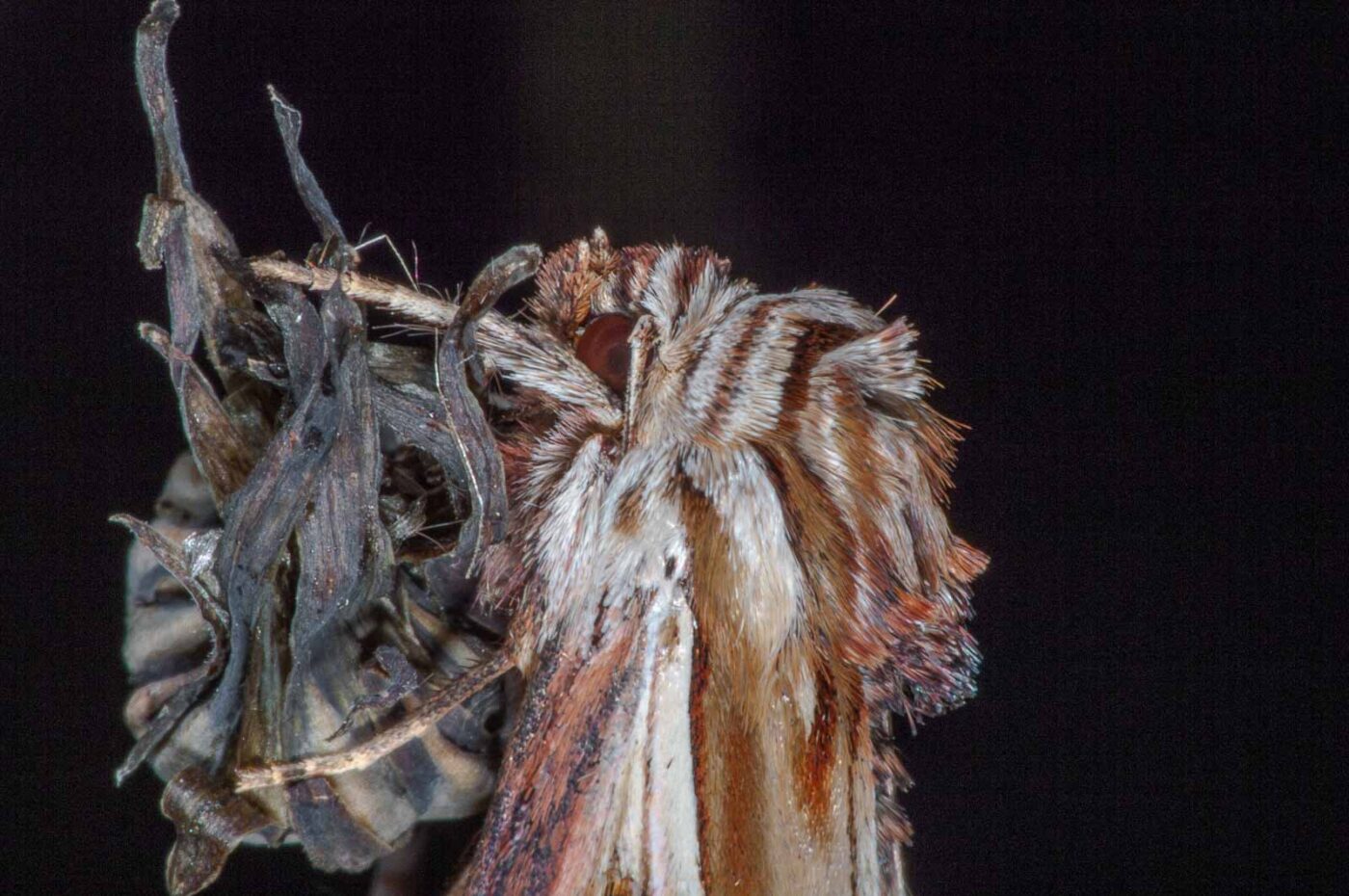 2018-06-06 - NSG Bergehalde Unser-Fritz