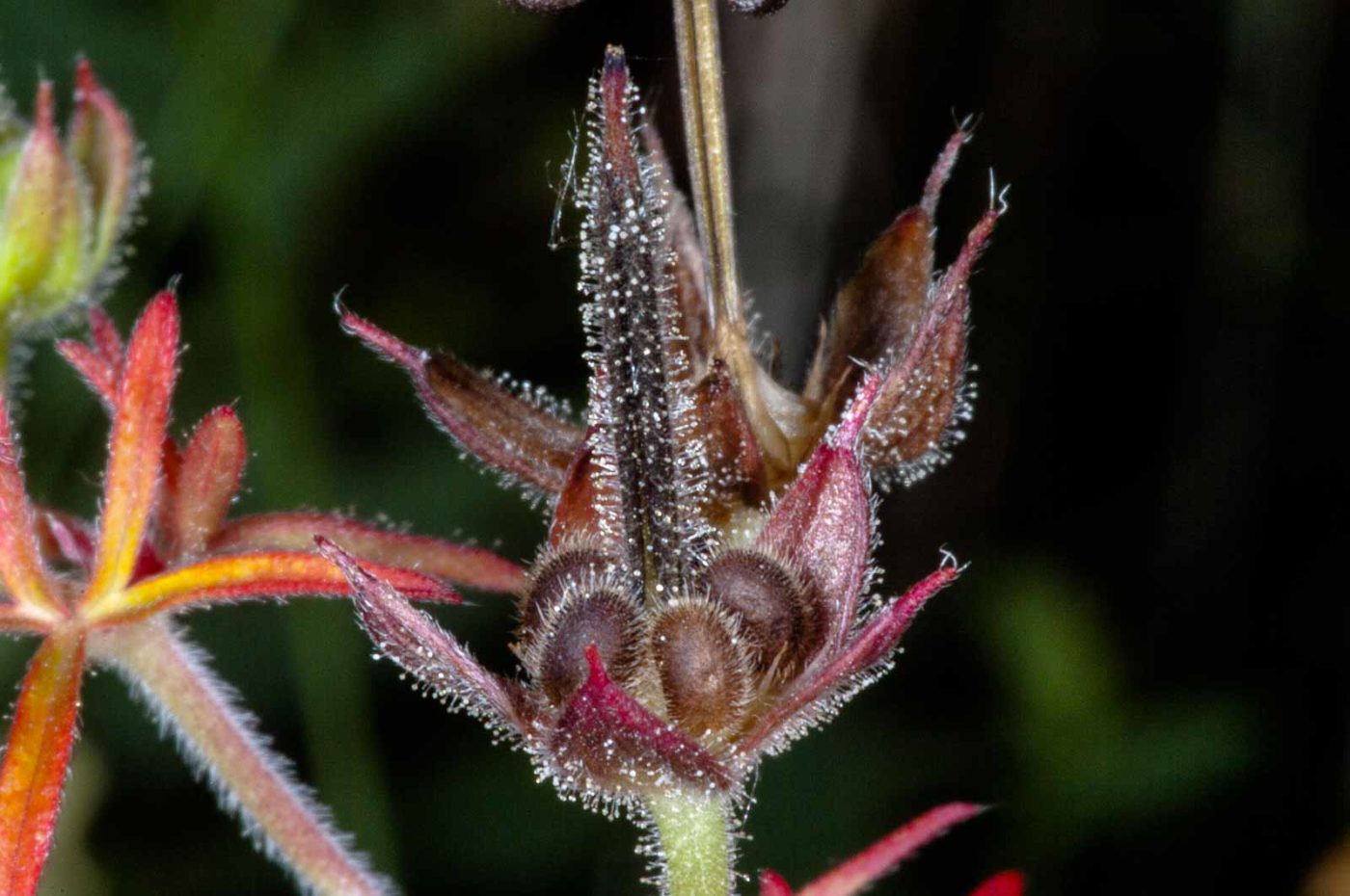 2018-06-06 - NSG Bergehalde Unser-Fritz