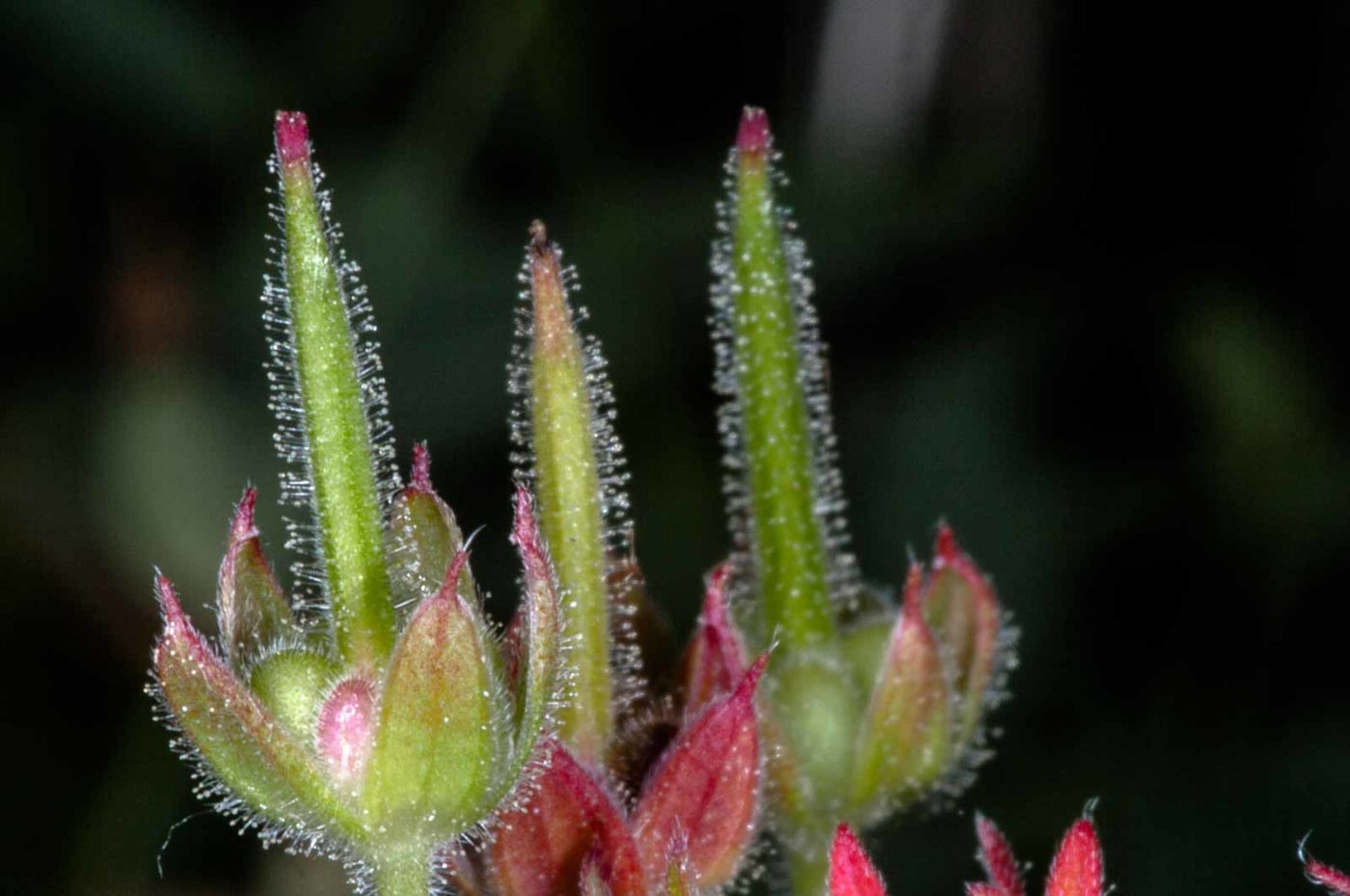 2018-06-06 - NSG Bergehalde Unser-Fritz