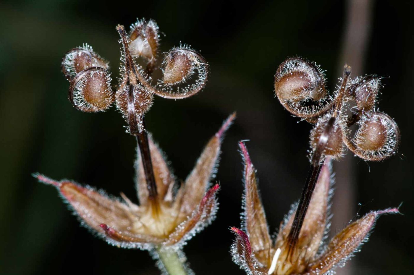 2018-06-06 - NSG Bergehalde Unser-Fritz