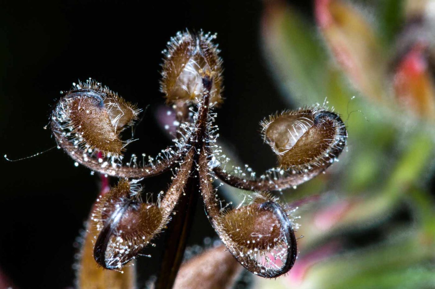 2018-06-06 - NSG Bergehalde Unser-Fritz