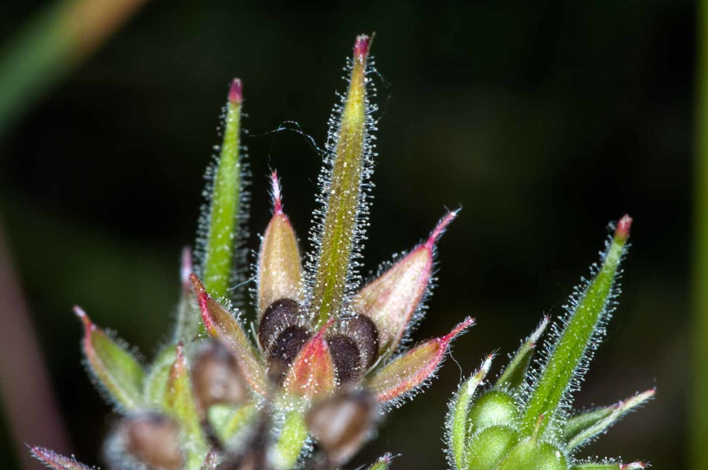 2018-06-06 - NSG Bergehalde Unser-Fritz