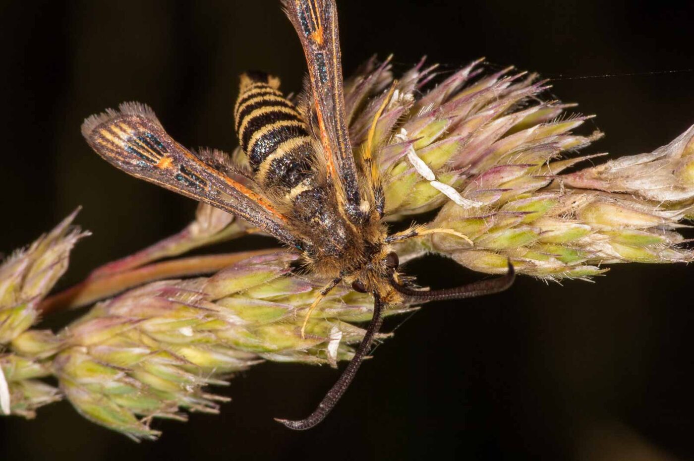 2018-06-06 - NSG Bergehalde Unser-Fritz