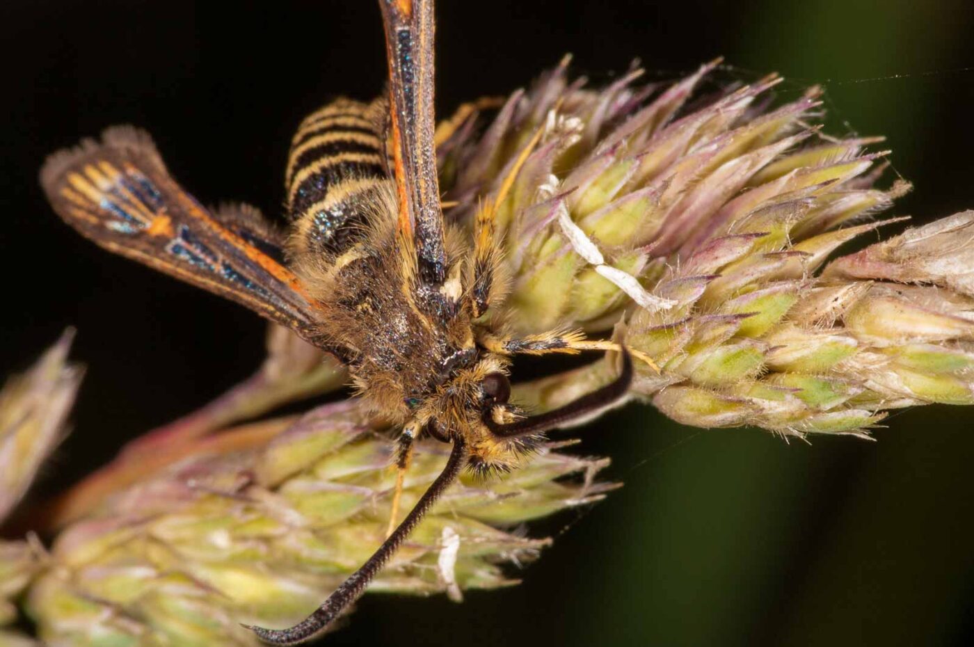 2018-06-06 - NSG Bergehalde Unser-Fritz