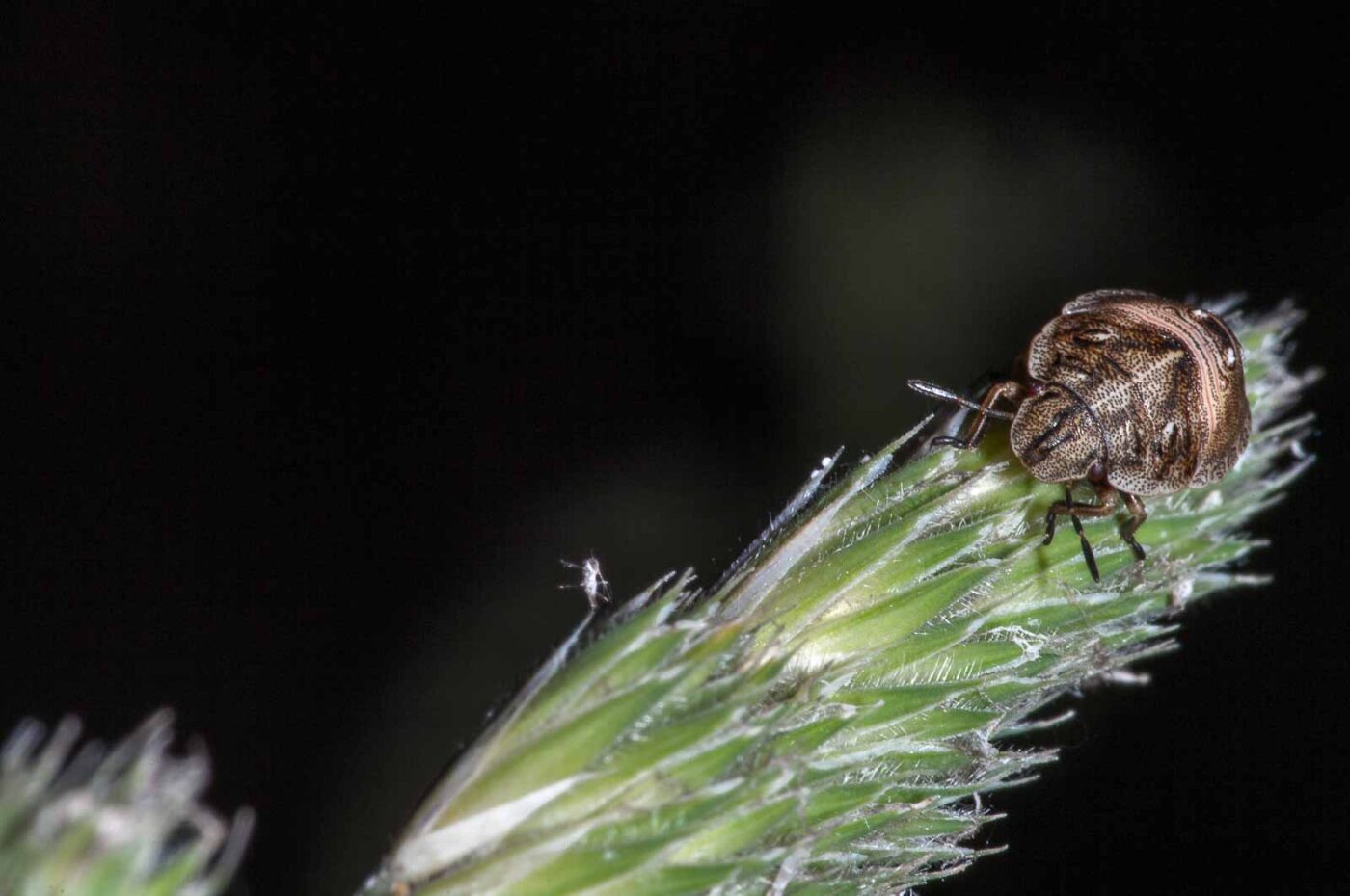 2018-06-06 - NSG Bergehalde Unser-Fritz