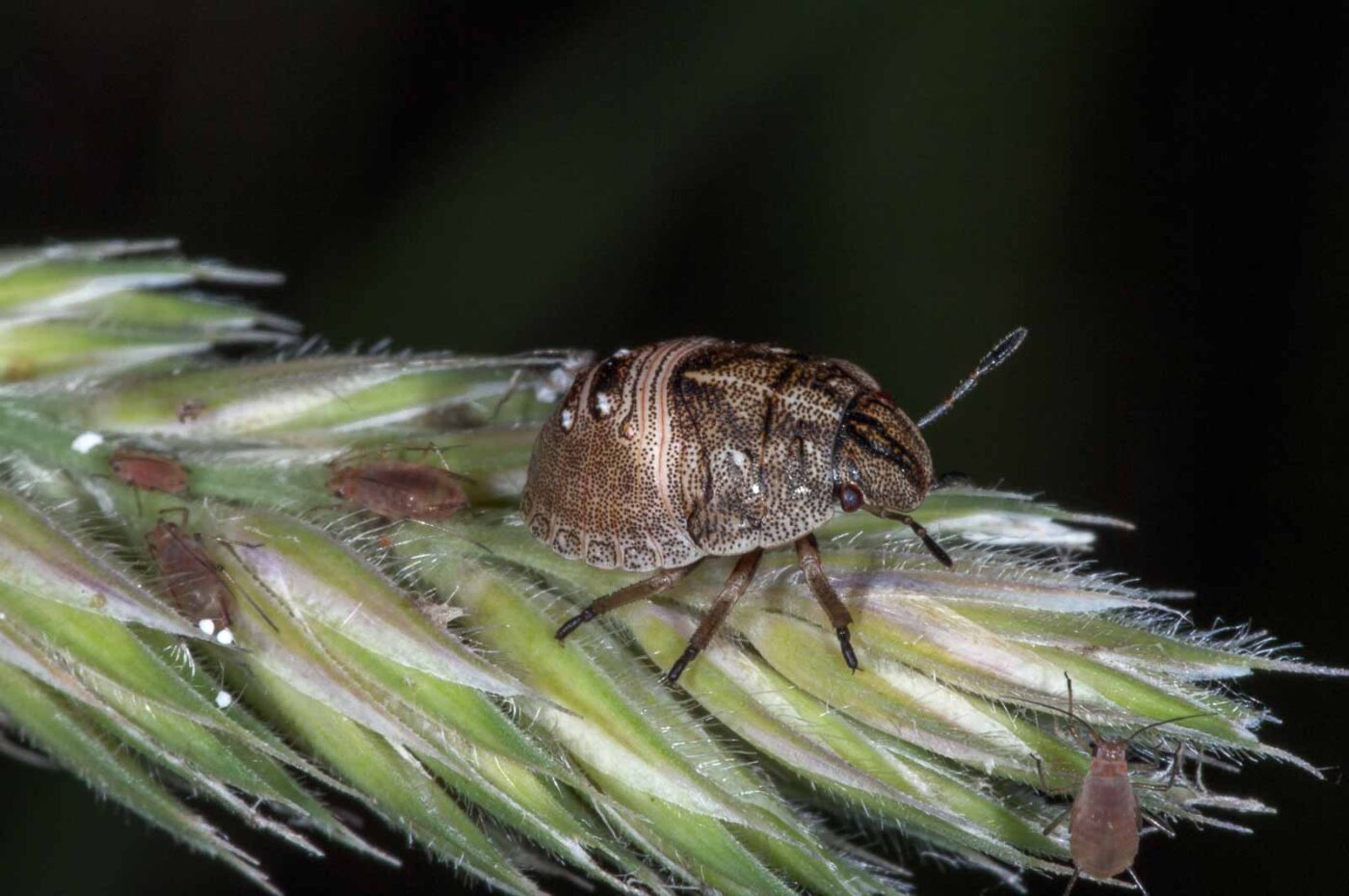 2018-06-06 - NSG Bergehalde Unser-Fritz